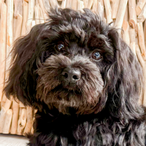 Mitarbeiterbetreuer, Feel-Good-Manager Kasimir Mitarbeiterbetreuer, Feel-Good-Manager Kasimir